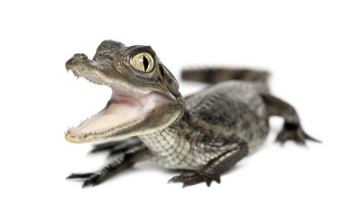 Spectacled Caiman, Caiman crocodilus, also known as a the White Caiman or Common Caiman, 2 months old, portrait against white background clipart
