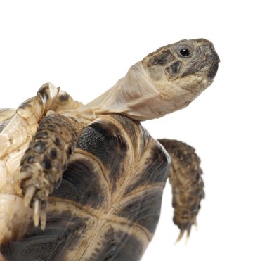 Young Russian tortoise, Horsfield's tortoise or Central Asian tortoise, Agrionemys horsfieldii, close up against white background clipart