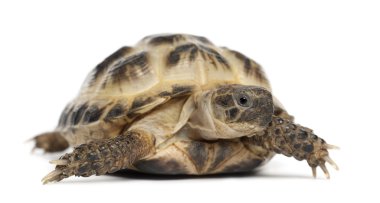 Genç Rus tosbağa, kaplumbağa horsfield'ın veya Orta Asya kaplumbağa, agrionemys horsfieldii, beyaz bir arka plana dayanır