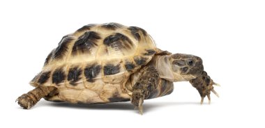 Young Russian tortoise, Horsfield's tortoise or Central Asian tortoise, Agrionemys horsfieldii, against white background clipart