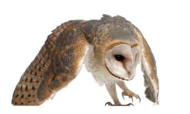 Barn Owl, Tyto alba, 4 months old, against white background clipart