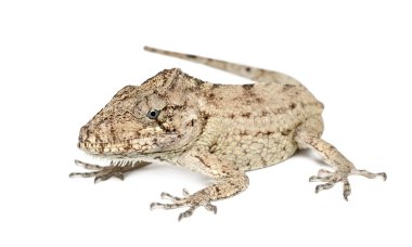 Oriente sakallı anole veya anolis porcus, chamaeleolis porcus, polychrus familyasından bir kertenkele, genellikle denilen beyaz bir arka plana dayanır bush anoles