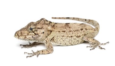 Oriente sakallı anole veya anolis porcus, chamaeleolis porcus, polychrus familyasından bir kertenkele, genellikle denilen beyaz bir arka plana dayanır bush anoles