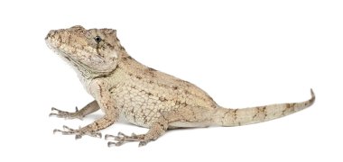 Oriente sakallı anole veya anolis porcus, chamaeleolis porcus, polychrus familyasından bir kertenkele, genellikle denilen beyaz bir arka plana dayanır bush anoles