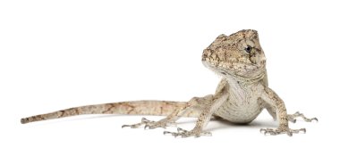 Oriente Bearded Anole or Anolis porcus, Chamaeleolis porcus, Polychrus is a genus of lizards, commonly called bush anoles, against white background clipart