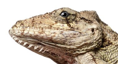 Oriente Bearded Anole or Anolis porcus, Chamaeleolis porcus, Polychrus is a genus of lizards, commonly called bush anoles, close up against white background clipart