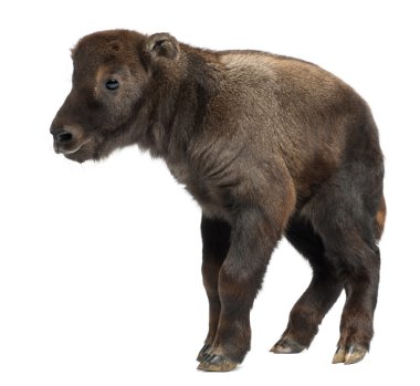 Mishmi Takin, Budorcas taxicolor taxicol, also called Cattle Chamois or Gnu Goat, 10 days old, standing against white background clipart
