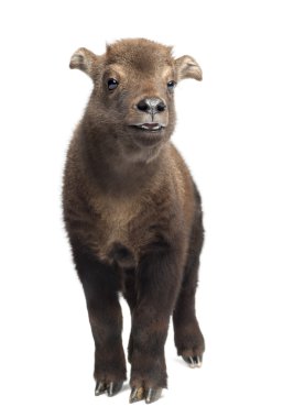 Mishmi Takin, Budorcas taxicolor taxicol, also called Cattle Chamois or Gnu Goat, 15 days old, portrait standing against white background clipart