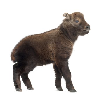 Mishmi Takin, Budorcas taxicolor taxicol, also called Cattle Chamois or Gnu Goat, 15 days old, against white background clipart