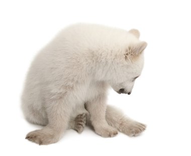 Polar bear cub, Ursus maritimus, 6 months old, sitting against white background clipart