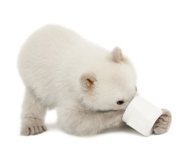 Polar bear cub, Ursus maritimus, 6 months old, feeding from cup against white background clipart