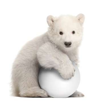 Polar bear cub, Ursus maritimus, 3 months old, with white ball sitting against white background