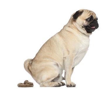 Pug, 3 years old, defecating against white background clipart