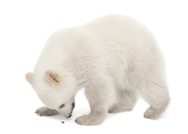 Polar bear cub, Ursus maritimus, 6 months old clipart