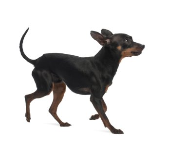 Miniature Pinscher, 10 months old, against white background clipart