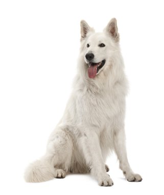 Berger blanc suisse, 5 yıl yaşlı, beyaz arka planı oturan