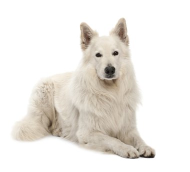 Berger blanc suisse, 5 yaşında, beyaz arka planı portre