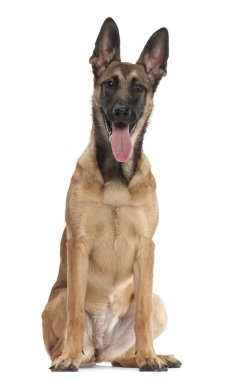 Belçika çoban köpeği yavru köpek, 5 ay yaşlı, beyaz arka planı oturan