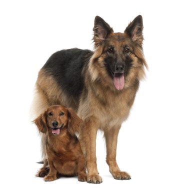 Dachshund, 9 years old, German Shepherd Dog, 3 years old, sitting against white background clipart