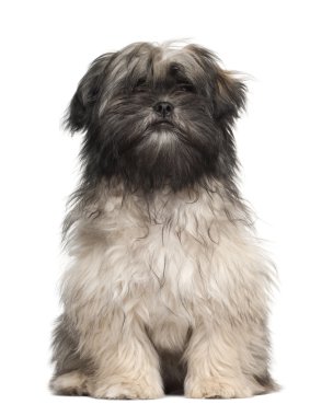 Lhasa apso oturan beyaz arka planı