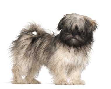 Lhasa apso ayakta beyaz bir arka plana dayanır