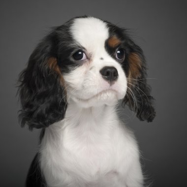 Şövalye Kral Charles Spaniel, 3 aylık, beyaz arka planda bir portre.