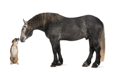 Percheron, 5 years old, a breed of draft horse, standing against white background clipart