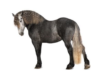 Percheron, 5 years old, a breed of draft horse, portrait standing against white background clipart