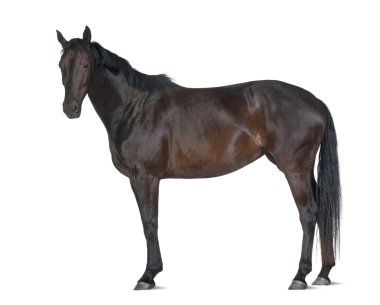 Belgian Warmblood horse, 5 years old, portrait standing against white background