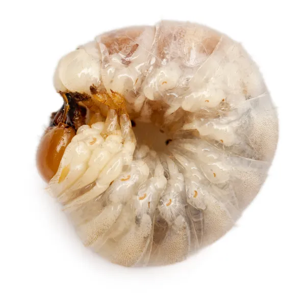 Larvae of Beetle, against white background — Stock Photo, Image