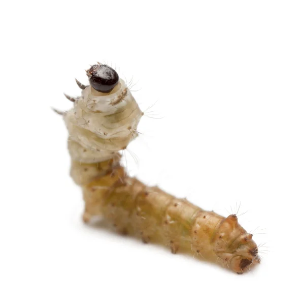 Личинки шелкопряда, Bombyx mori, на белом фоне — стоковое фото