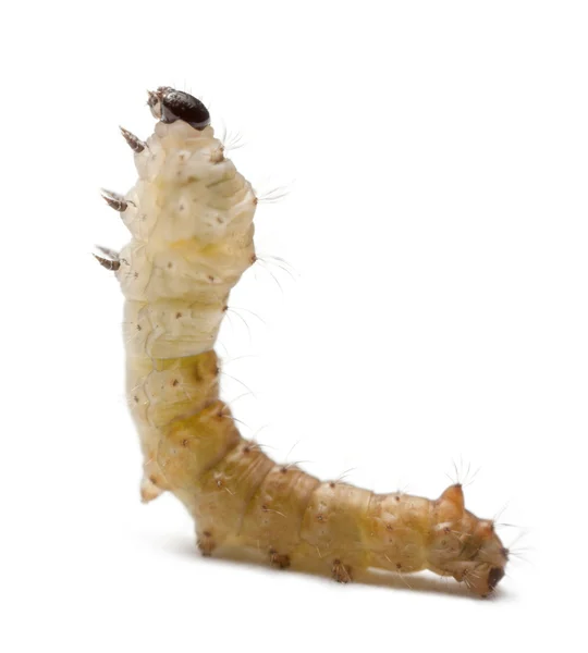 Личинки шелкопряда, Bombyx mori, на белом фоне — стоковое фото