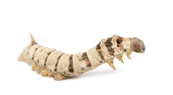 Ipekböceği larva, beyaz arka plan Bombiks mori — Stok fotoğraf