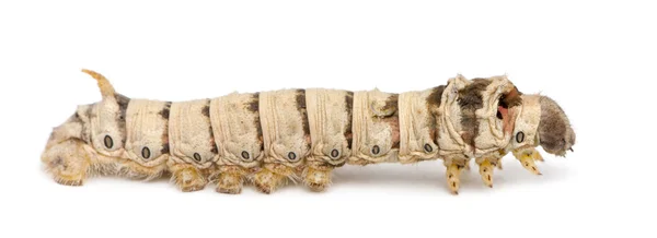 Larvas de bicho-da-seda, Bombyx mori, contra fundo branco — Fotografia de Stock