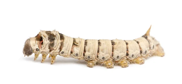 Silkworm larvae, Bombyx mori, against white background — Stock Photo, Image