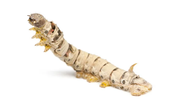 Larvas de bicho-da-seda, Bombyx mori, contra fundo branco — Fotografia de Stock