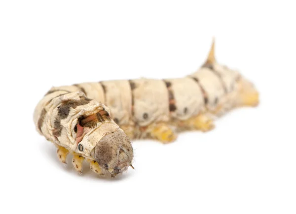Silkworm larvae, Bombyx mori, against white background — Stock Photo, Image