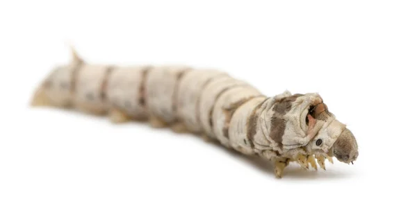 Larvas de gusano de seda, Bombyx mori, sobre fondo blanco — Foto de Stock