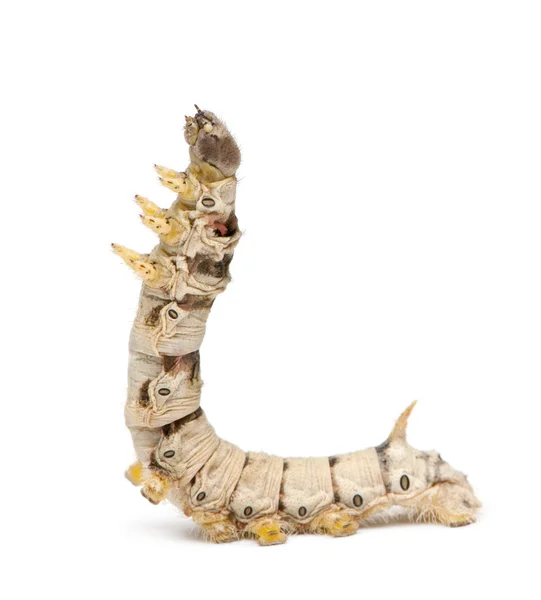Seidenraupenlarven, bombyx mori, vor weißem Hintergrund — Stockfoto
