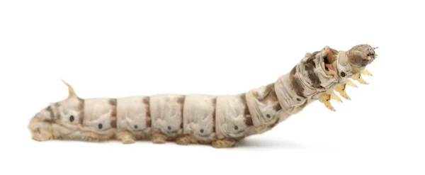 SilkWorm larver, bombyx mori, mot vit bakgrund — Stockfoto