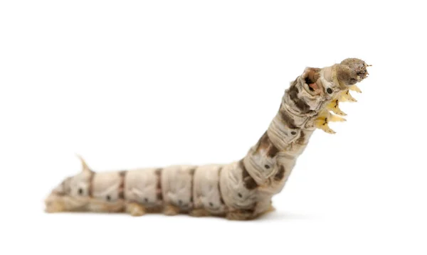 Ipekböceği larva, beyaz arka plan Bombiks mori — Stok fotoğraf