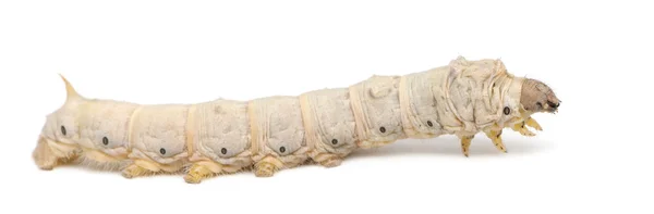 Larve di bachi da seta, Bombyx mori, sullo sfondo bianco — Foto Stock