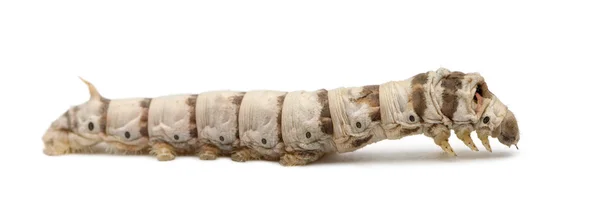 Larve di bachi da seta, Bombyx mori, sullo sfondo bianco — Foto Stock