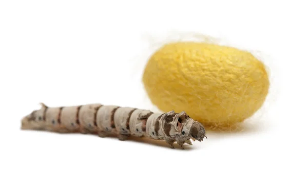 Larvas de bicho-da-seda e casulo, Bombyx mori, contra fundo branco — Fotografia de Stock
