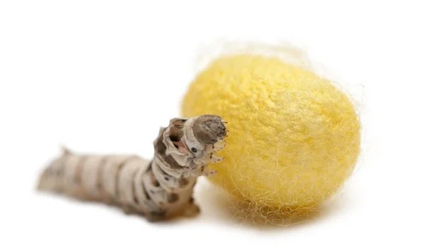 Silkworm larvae and cocoon, Bombyx mori, against white background — Stock Photo, Image