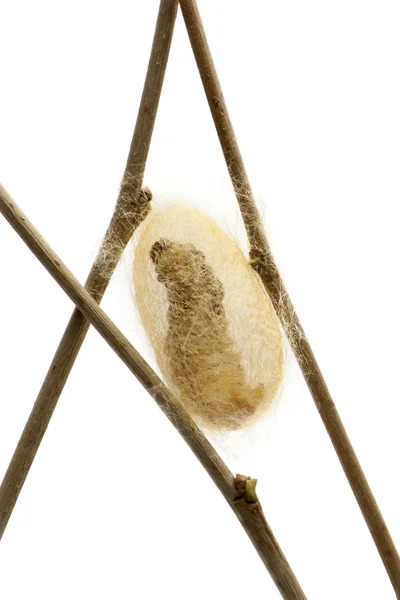 Zijderupsen larven caterpillar gezien door de cocon die het maakt, bombyx mori, tegen witte achtergrond — Stockfoto