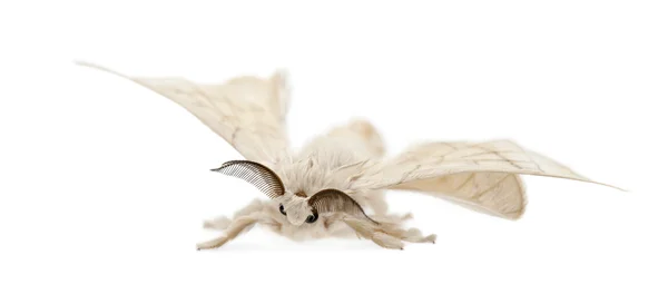 Silkmoth domesticado, Bombyx mori, contra fundo branco — Fotografia de Stock
