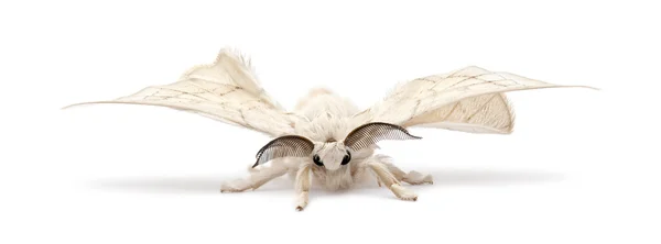 Silkmoth domesticado, Bombyx mori, sobre fondo blanco — Foto de Stock