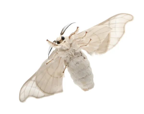 飼いならされた蚕カイコ、白い背景の底面ビュー — ストック写真