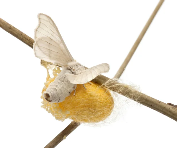Domesticated Silkmoth next to own cocoon, Bombyx mori, laying eggs against white background — Stock Photo, Image